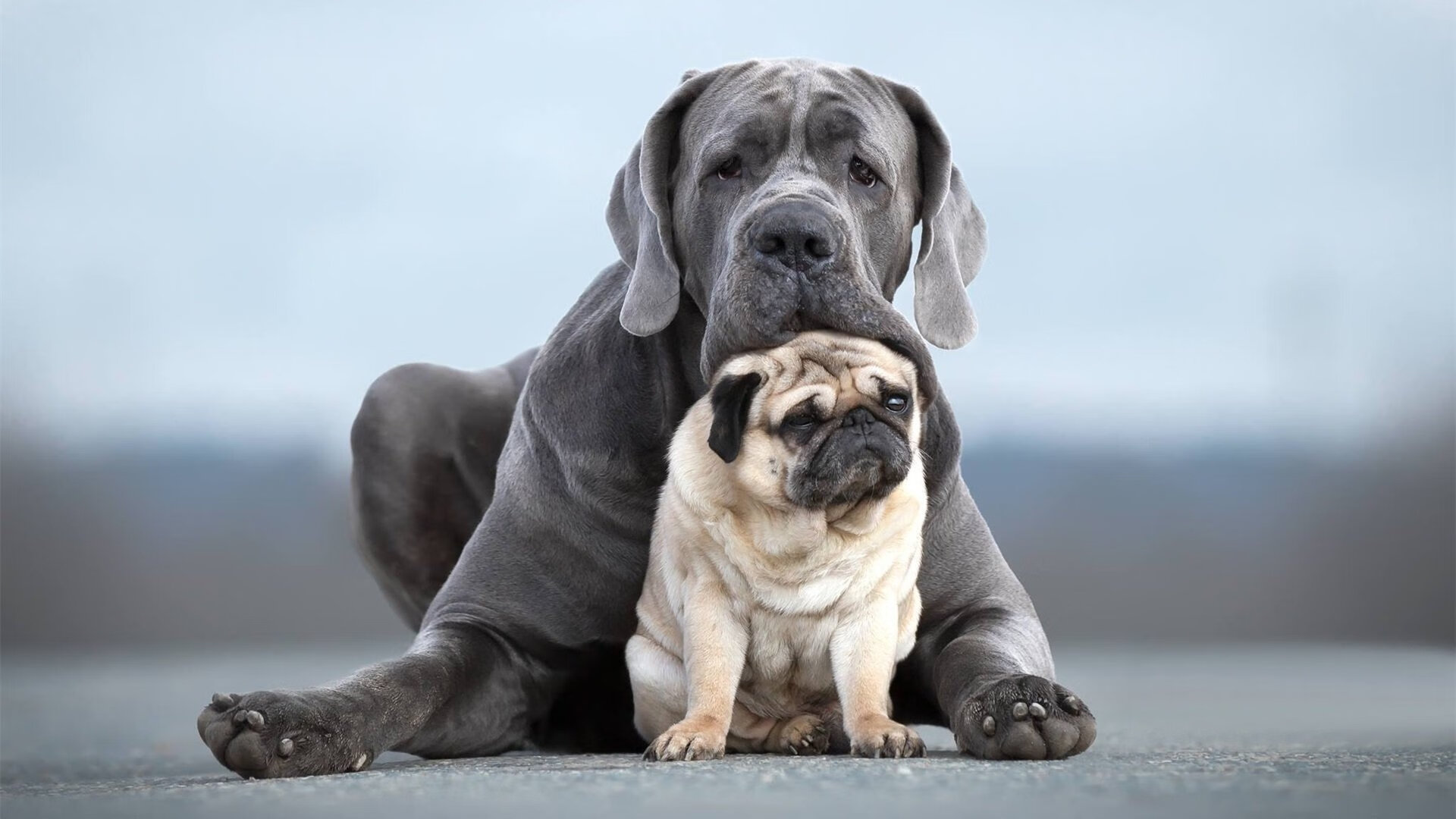 决赛日暗流,看台这边庆祝着国羽凯旋,对面正直播桃田贤斗的火焰之舞