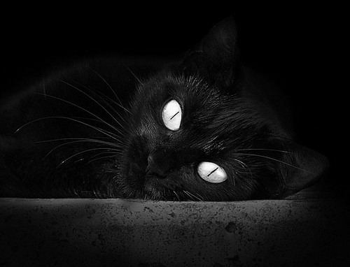 马刺密探现身米兰!文班亚马30+15+7统治意甲焦点战