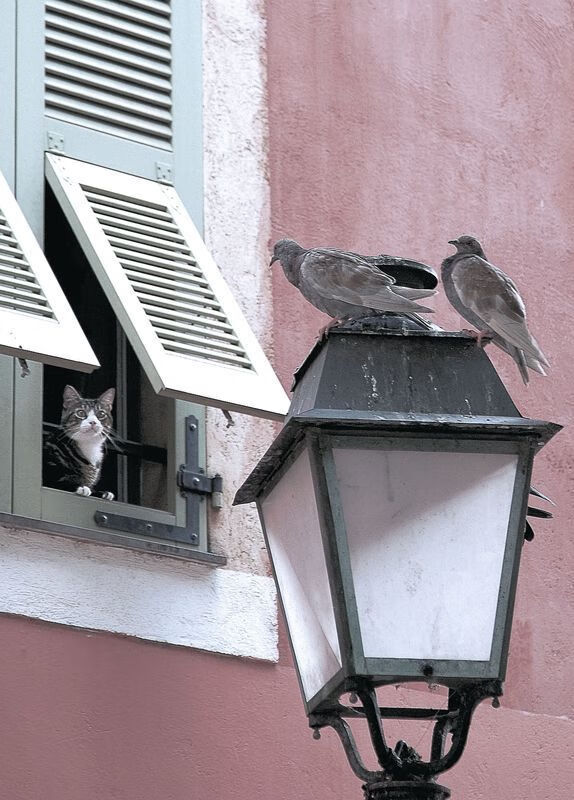 破解决胜密码,文班亚马关键时刻一击,勇士险胜森林狼