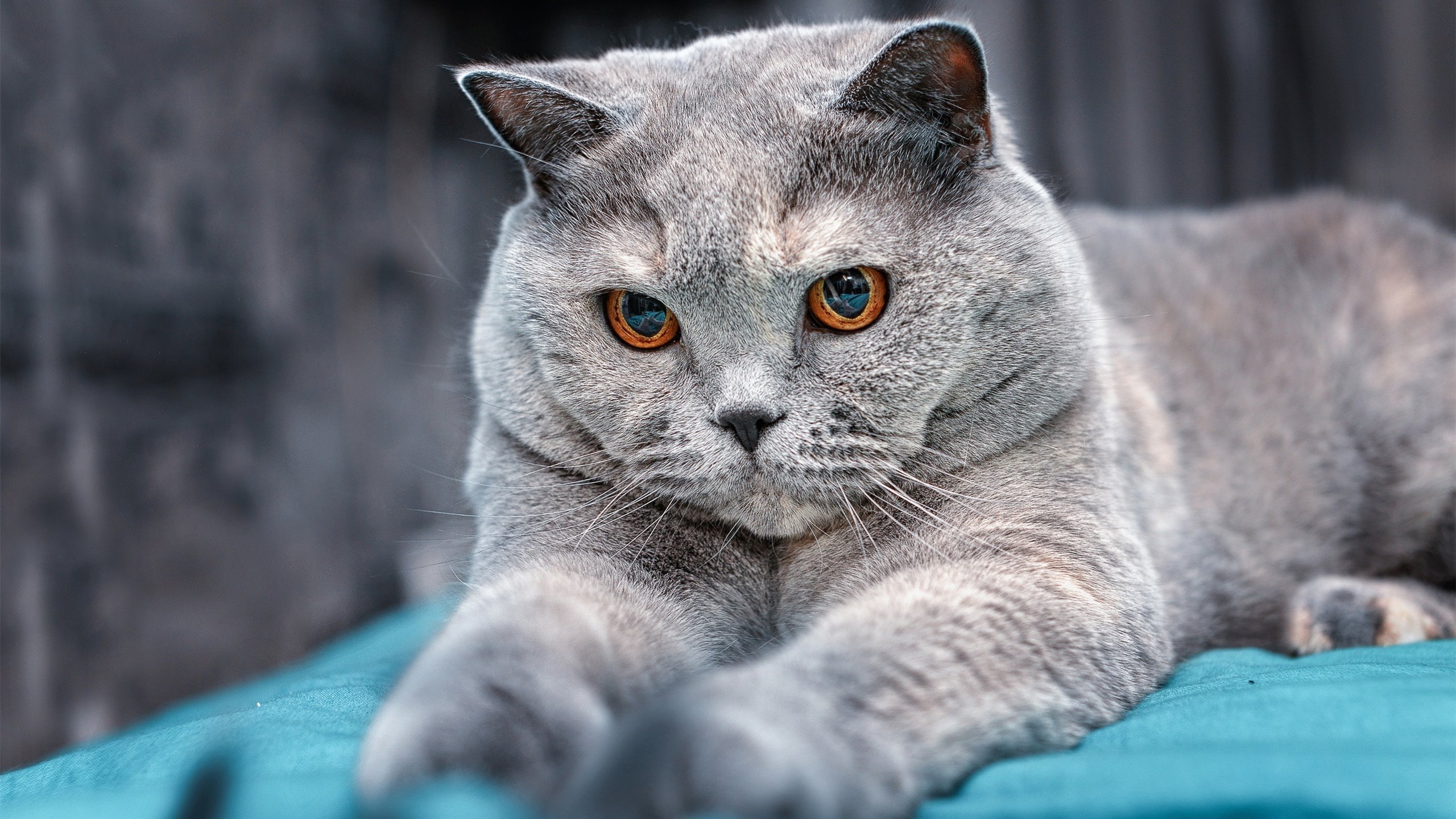 钢铁防线对决空中芭蕾,当广厦打穿黄蜂,塔图姆的跨界启示录