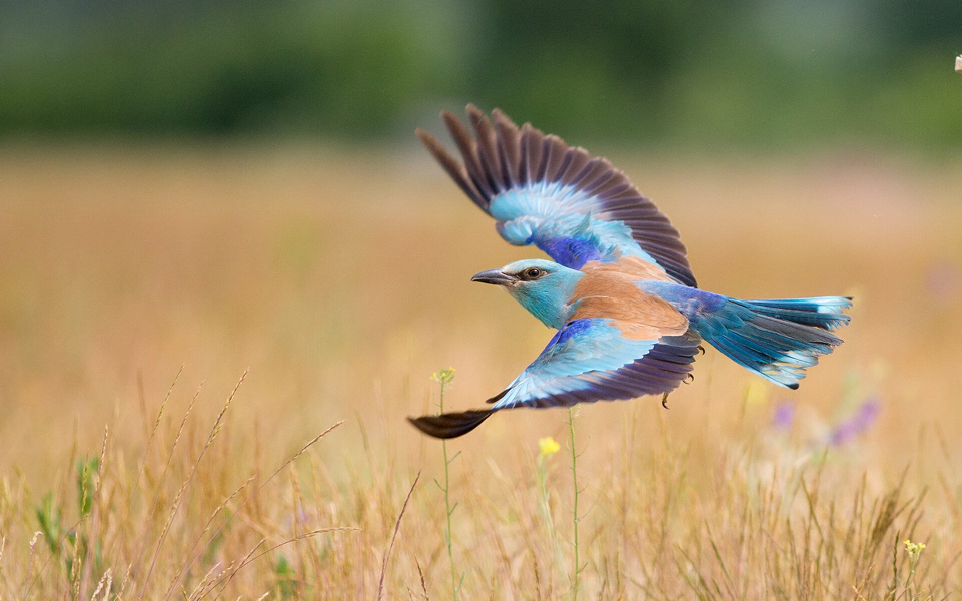 告别幽灵的阴影，F1年度争冠之夜，保罗用实力拥抱属于自己的冠军