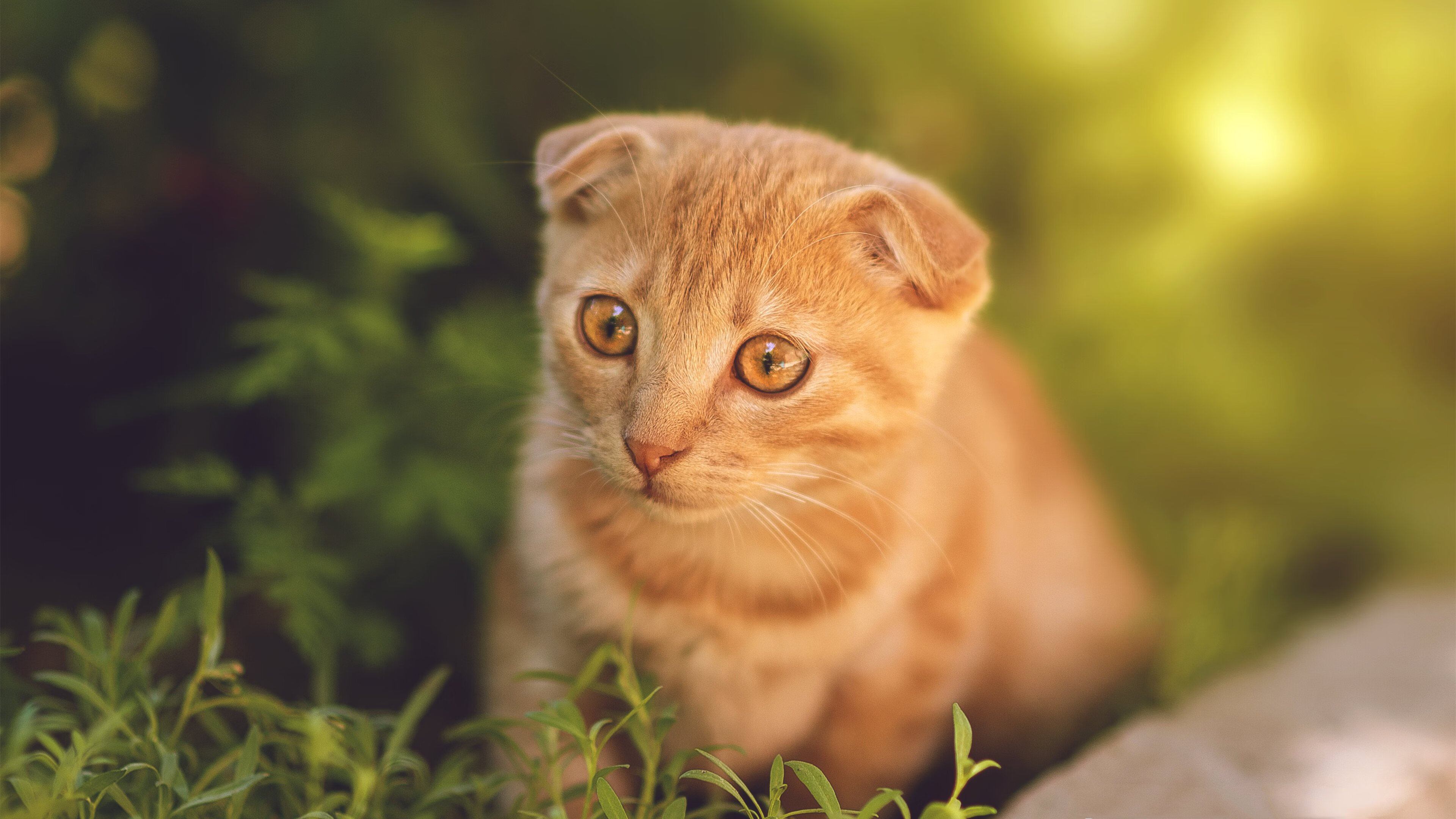 开端与落幕，莱奥的一球定义了加纳的胜利