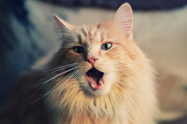 当戈贝尔在山西苏醒，一节比赛颠覆十一冠王的三重隐喻