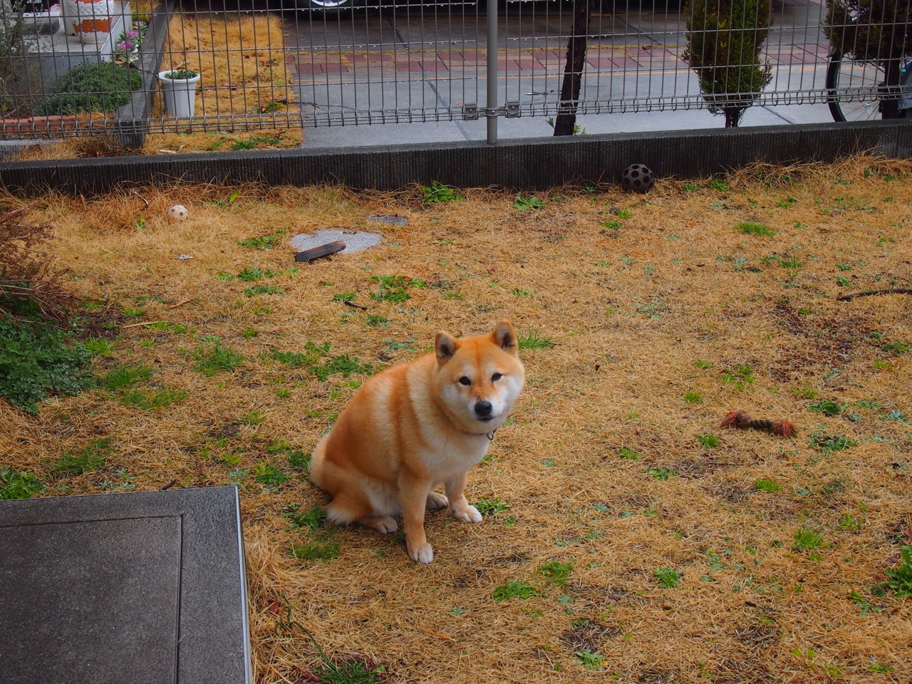 哨声撬动地球,富安健洋在美加墨之夜如何定义冠军级表现