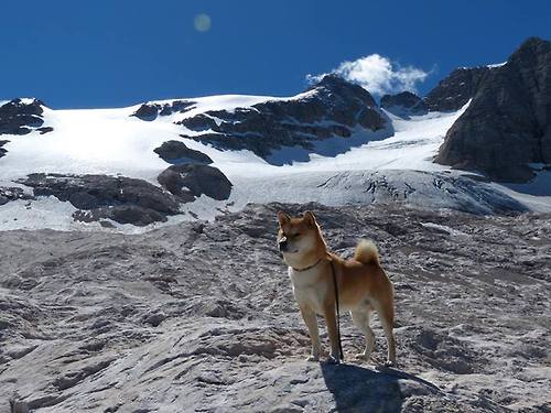 出线日，当沙漠的风暴吞没雄鹰，荷兰郁金香绽放在卡塔尔之冬